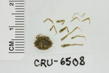 Media type: image;   Invertebrate Zoology CRU-6508 Description: Preserved specimen.;